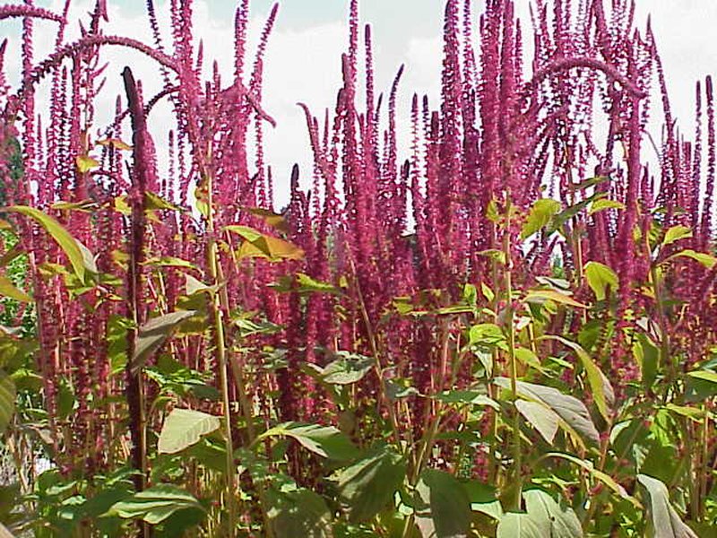 Red Amaranth