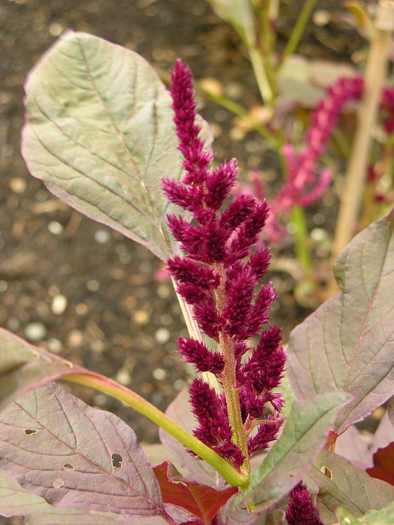 Red Amaranth photo 2