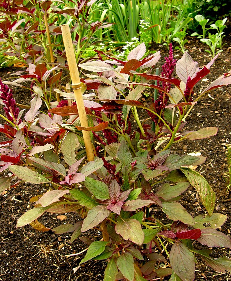 Red Amaranth photo 3