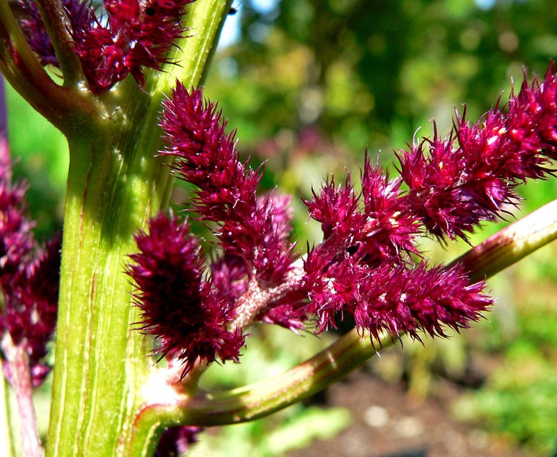 Red Amaranth photo 4