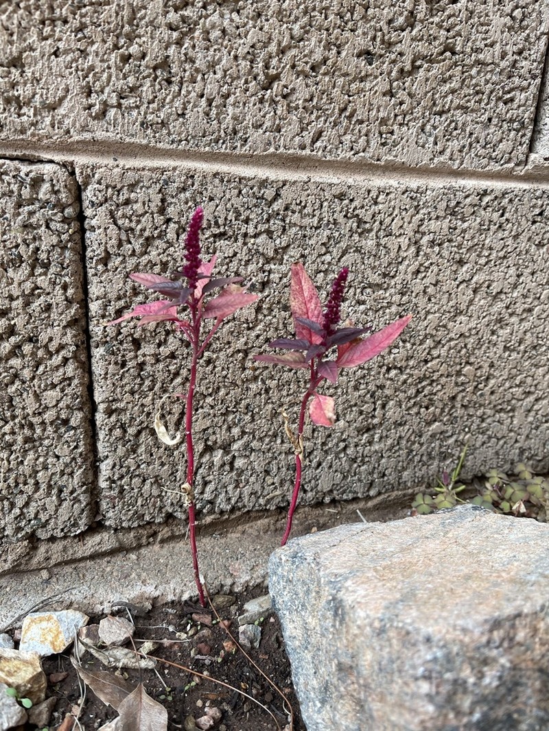 Red Amaranth photo 5