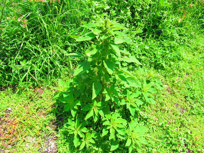 Red Amaranth photo 6