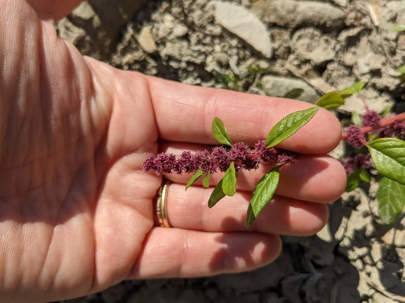 Red Amaranth photo 7