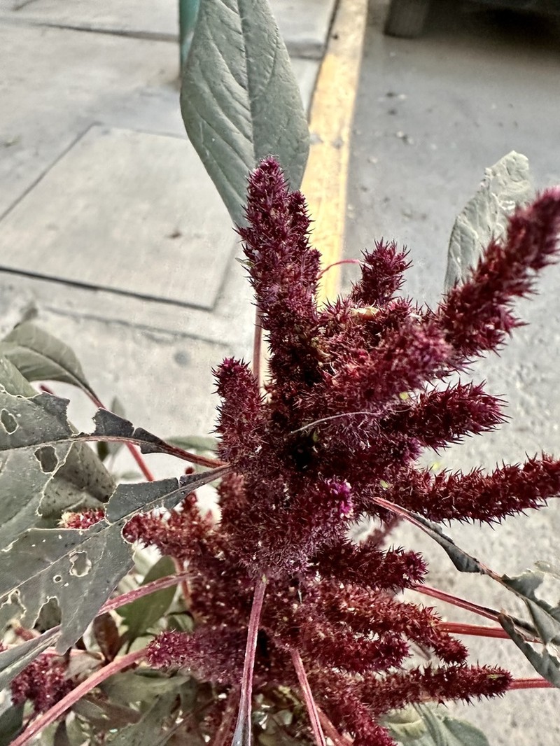Red Amaranth photo 8