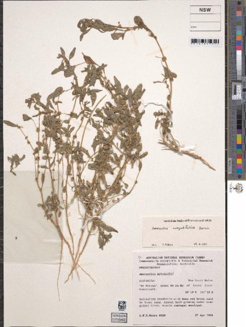 Amaranthus cuspidifolius