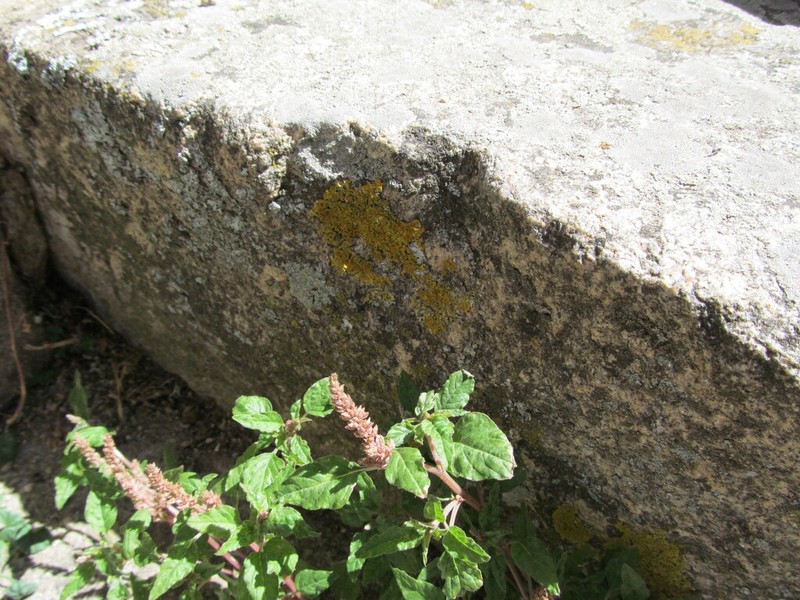 Largefruit Amaranth photo 2