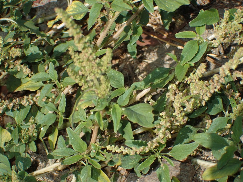 Largefruit Amaranth photo 3