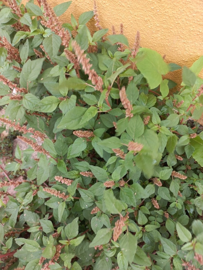 Largefruit Amaranth photo 4