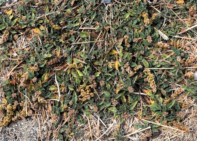 Largefruit Amaranth photo 5