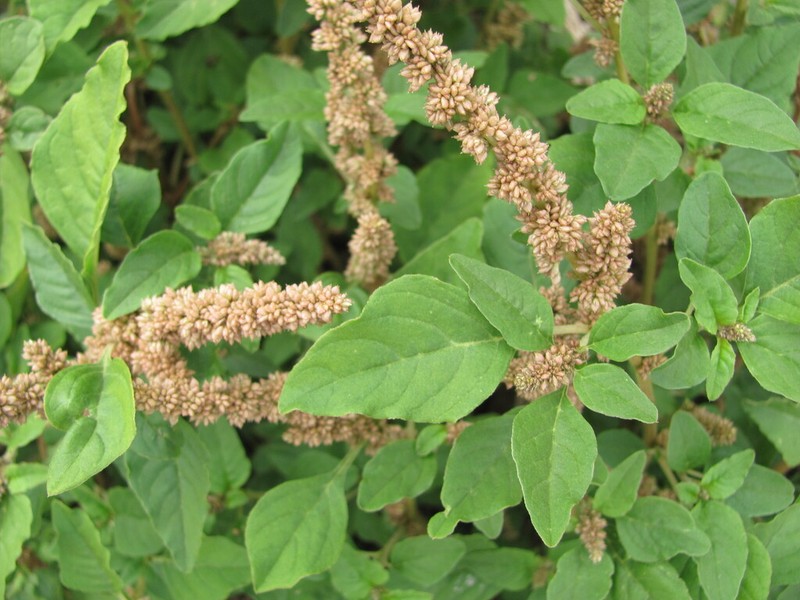 Largefruit Amaranth photo 6