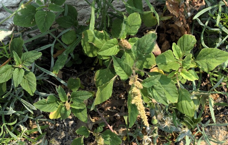Largefruit Amaranth photo 7