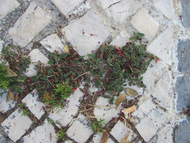 Largefruit Amaranth photo 8