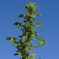 Amaranthus dinteri