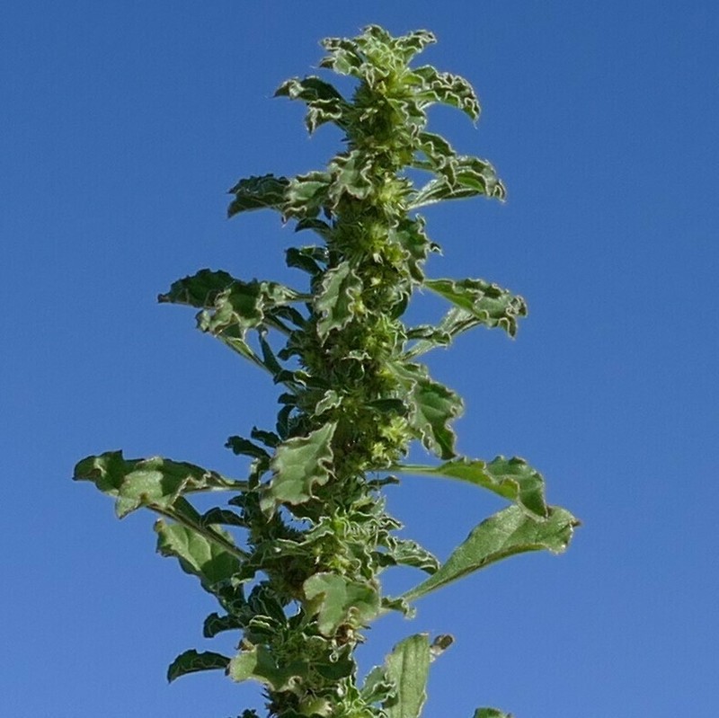 Amaranthus dinteri