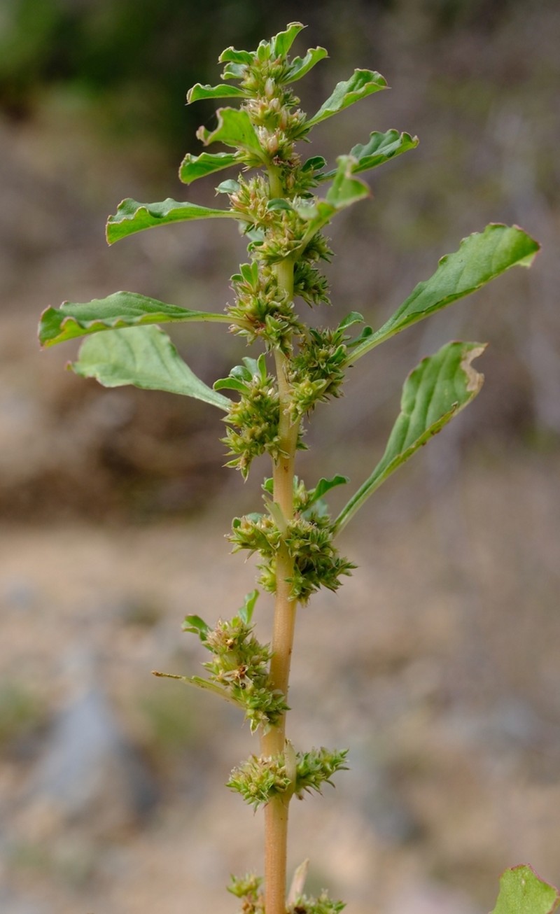 Amaranthus dinteri photo 2