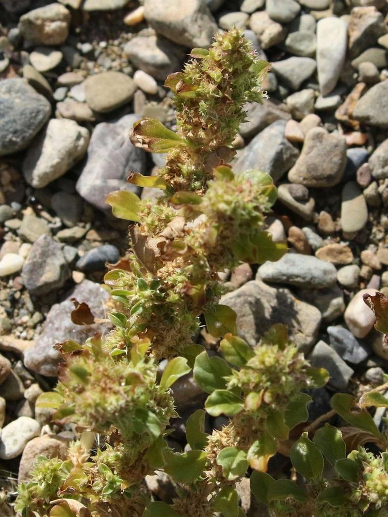 Amaranthus dinteri photo 4