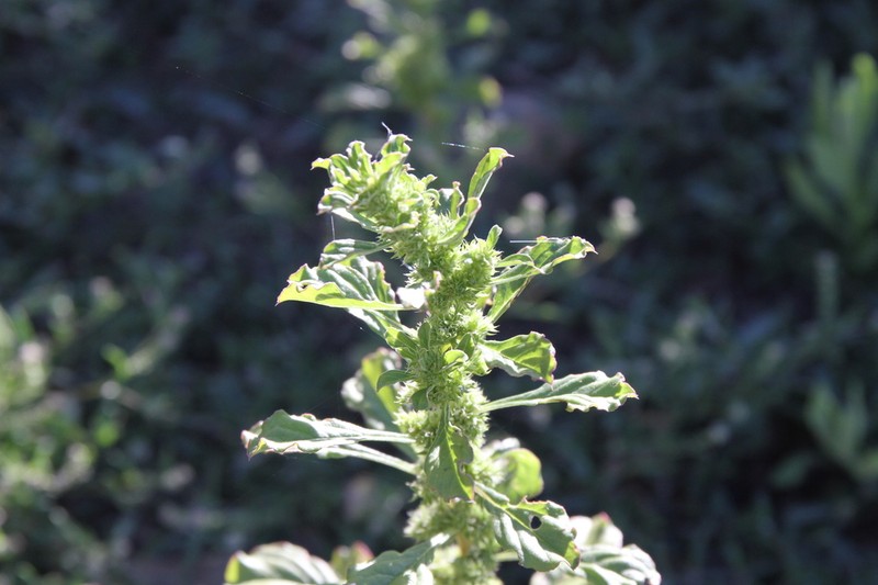 Amaranthus dinteri photo 5
