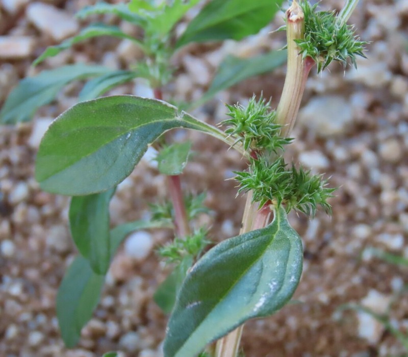 Amaranthus dinteri photo 6
