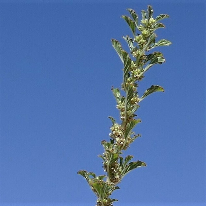 Amaranthus dinteri photo 7