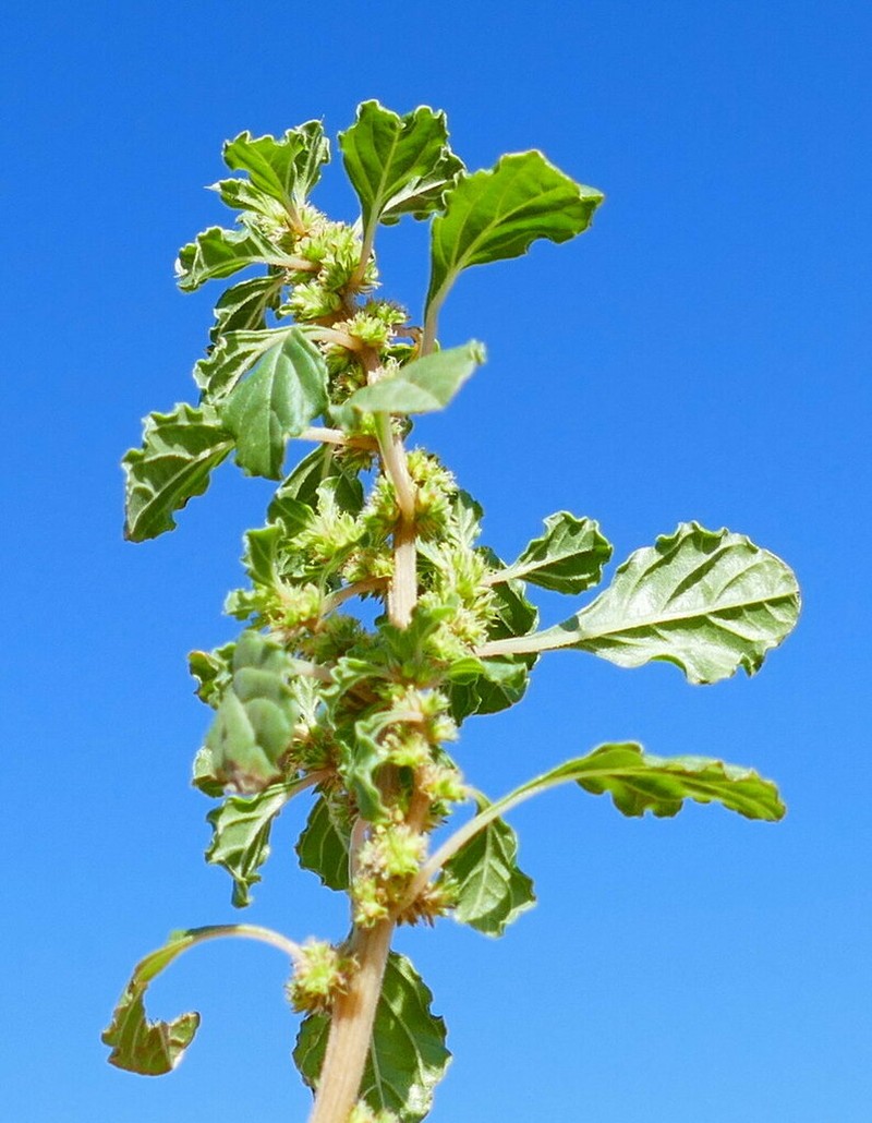 Amaranthus dinteri photo 8