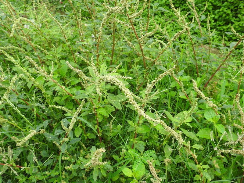 Spleen Amaranth photo 2