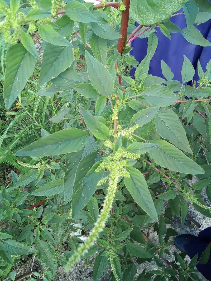 Spleen Amaranth photo 3