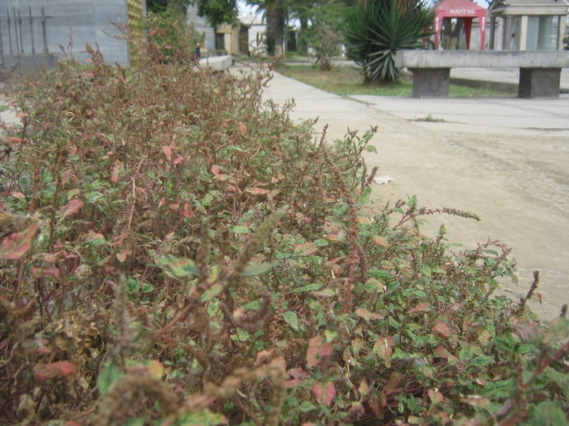 Spleen Amaranth photo 4