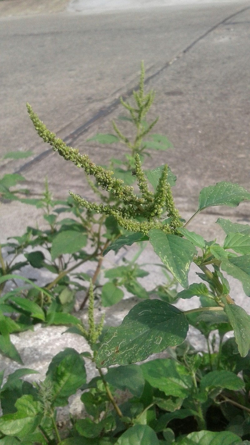 Spleen Amaranth photo 5