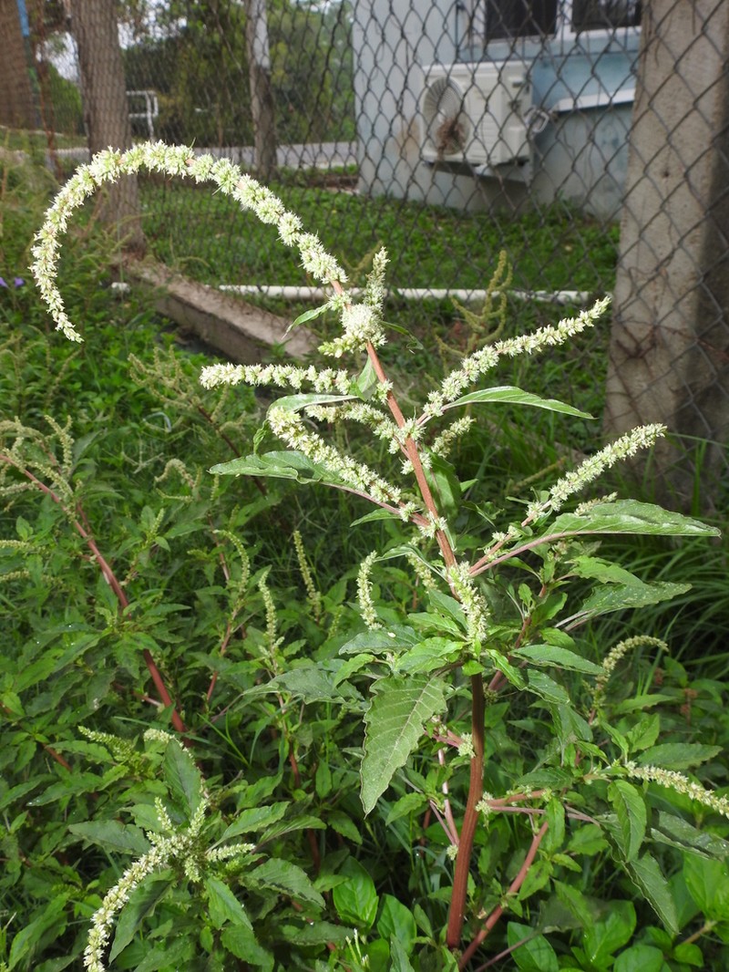 Spleen Amaranth photo 6