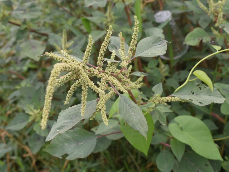 Spleen Amaranth photo 7