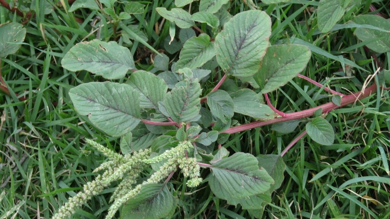Spleen Amaranth photo 8