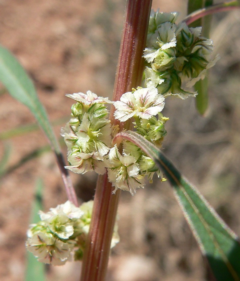Fringed Amaranth