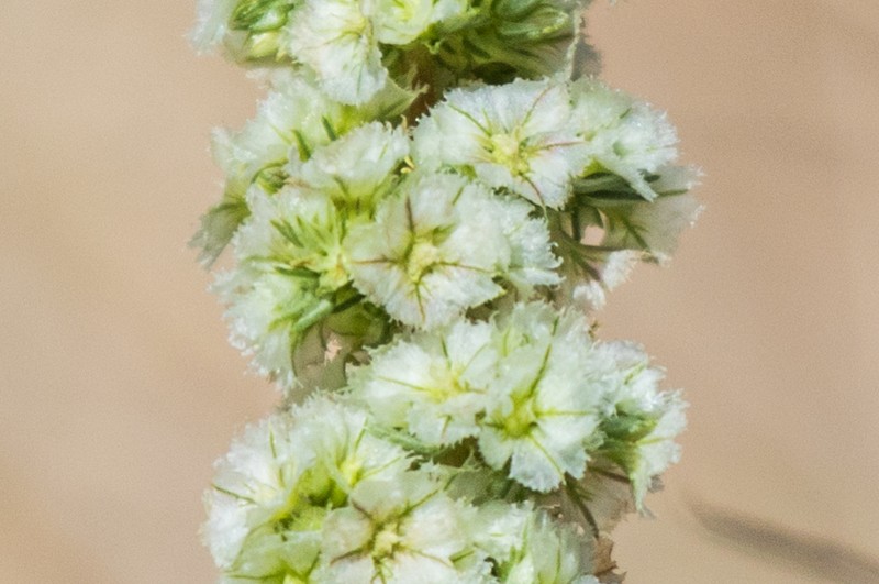 Fringed Amaranth photo 6