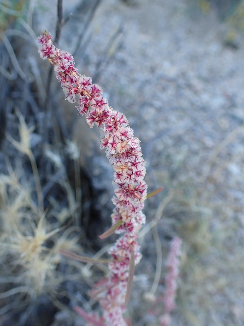 Fringed Amaranth photo 2