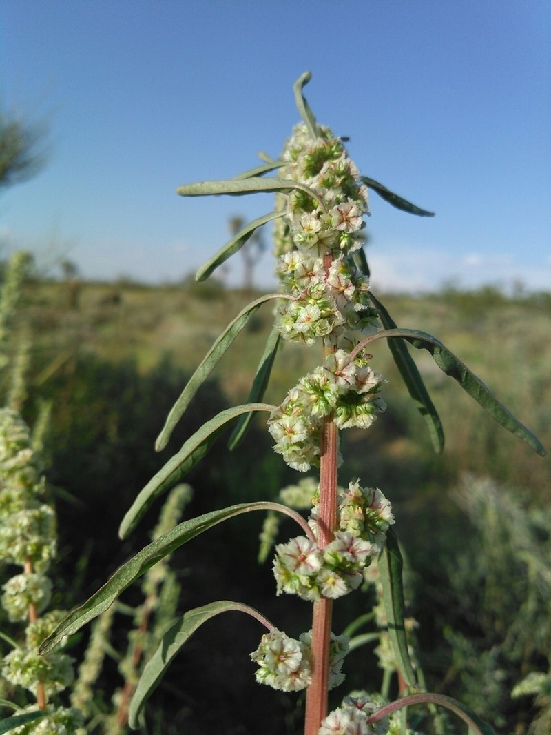 Fringed Amaranth photo 3