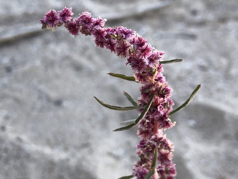 Fringed Amaranth photo 4