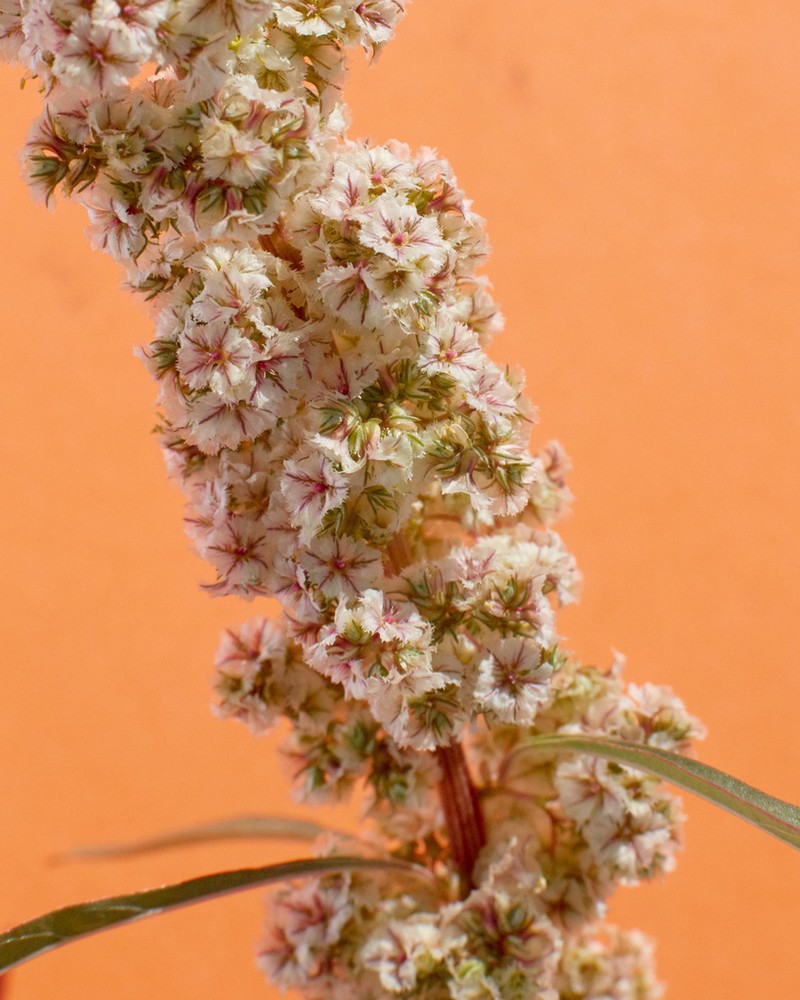 Fringed Amaranth photo 5