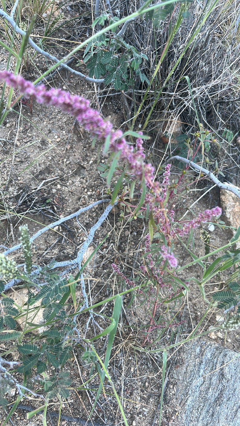 Fringed Amaranth photo 7