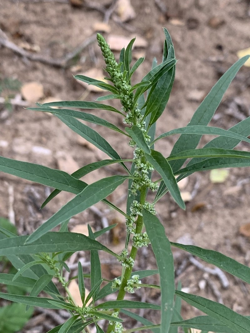 Fringed Amaranth photo 8