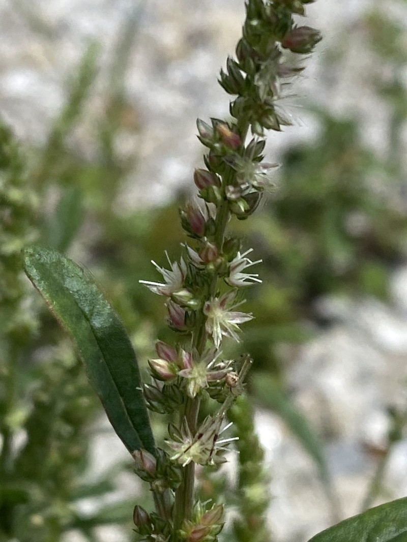 Florida Amaranth