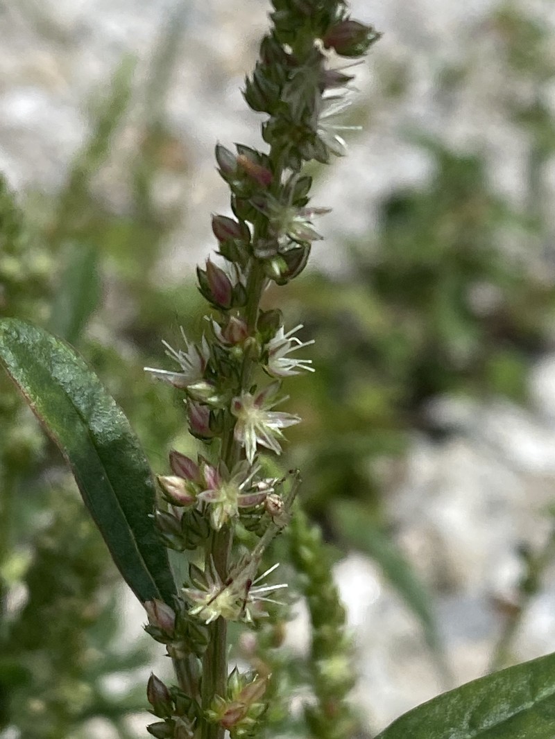 Florida Amaranth photo 2