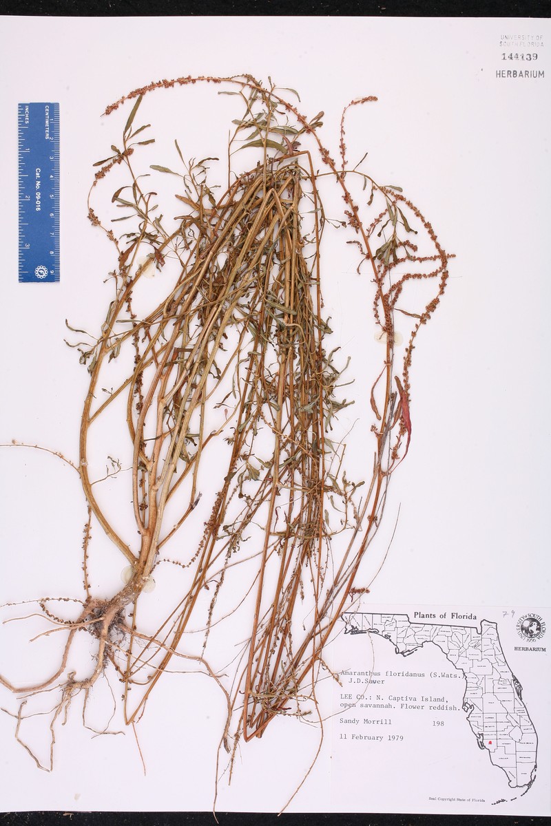 Florida Amaranth photo 3