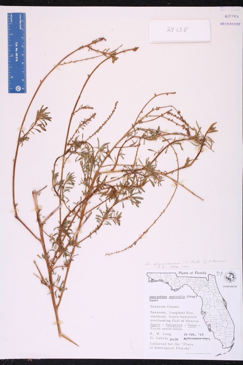 Florida Amaranth photo 5