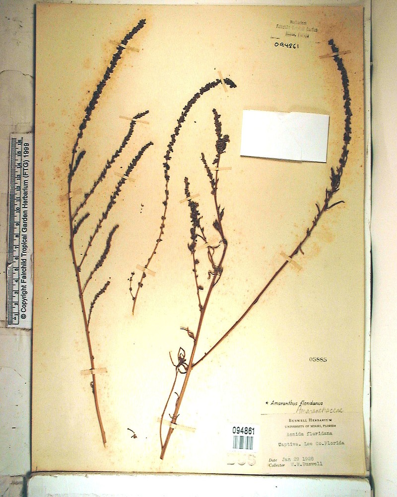 Florida Amaranth photo 7