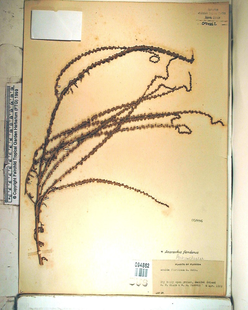 Florida Amaranth photo 8