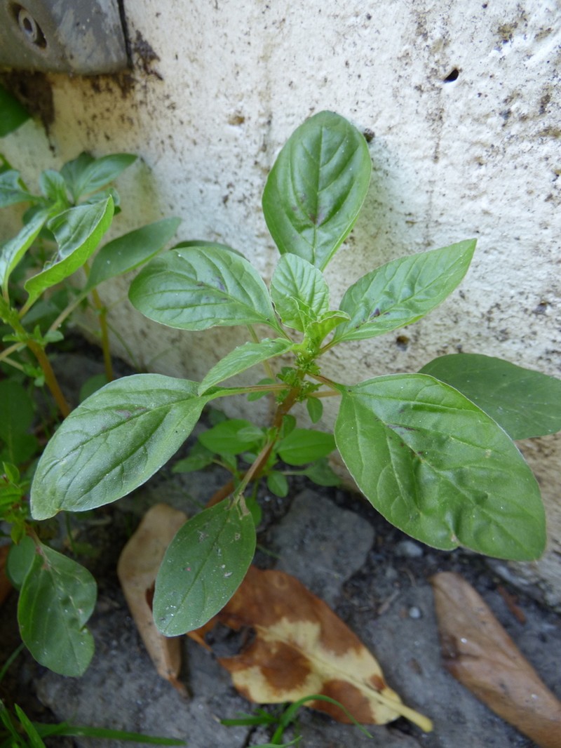 Mediterranean Amaranth photo 2