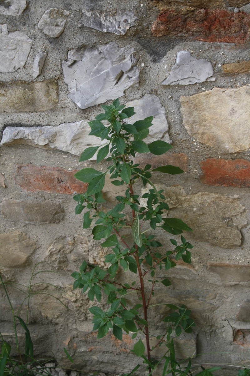 Mediterranean Amaranth photo 3