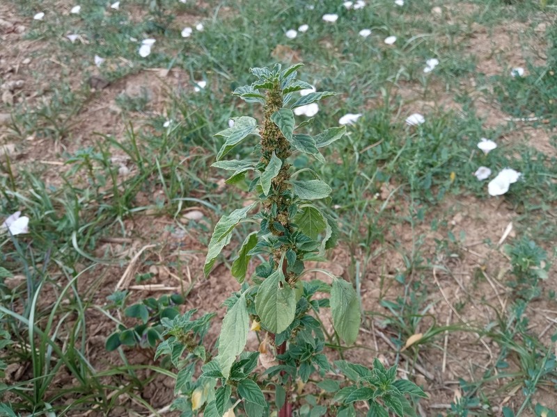 Mediterranean Amaranth photo 4