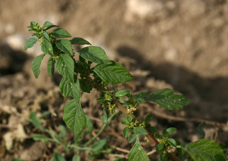 Mediterranean Amaranth photo 5