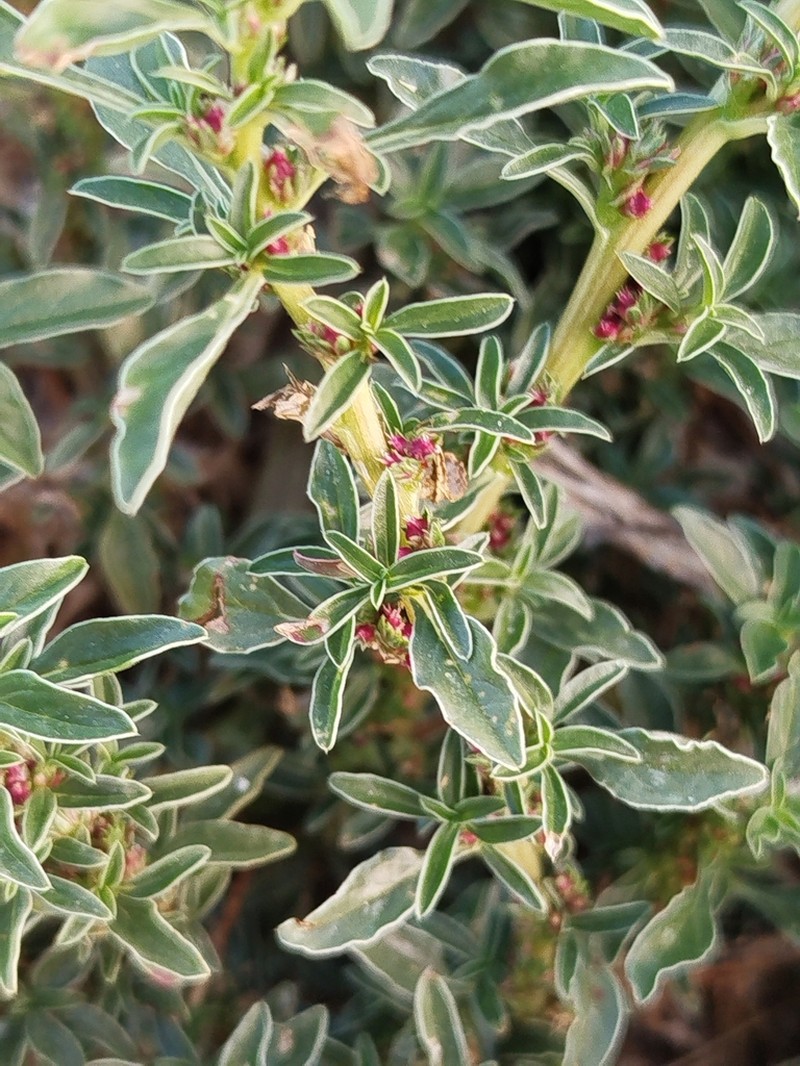 Mediterranean Amaranth photo 6
